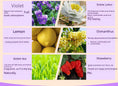 Load image into Gallery viewer, Wholesale 12 Pieces 3ML Aromatic Essential Oil Fragrance Liquid Water Soluble Indoor Fragrance MSDS All English
